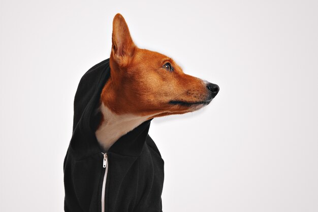 Hermoso perro basenji en sudadera con capucha casual negra con capucha y oreja sobresaliente, mirando hacia los lados con paredes blancas