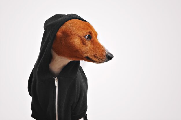 Hermoso perro basenji en sudadera con capucha negra con capucha mirando hacia los lados con paredes blancas