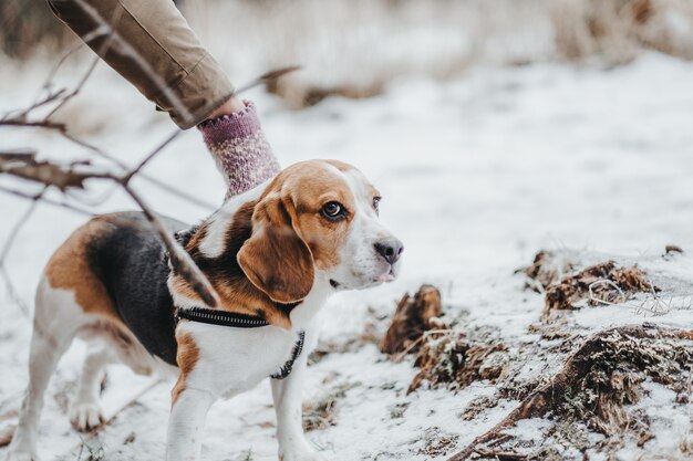 Hermoso perro Beagle caminando en el bosque de invierno durante el día