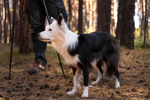 Hermoso perro blanco y negro en el bosque