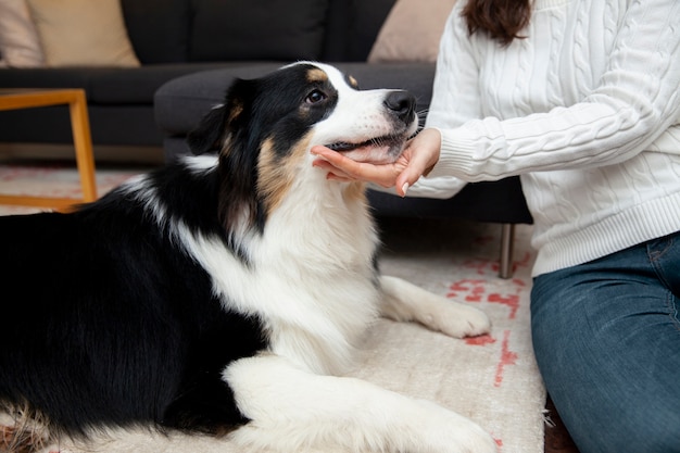 Hermoso perro border collie en casa