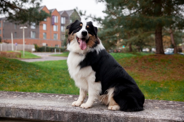 Hermoso perro border collie divirtiéndose al aire libre