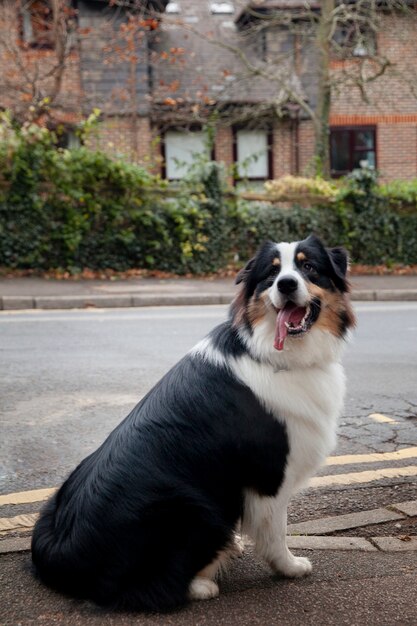 Hermoso perro border collie divirtiéndose al aire libre