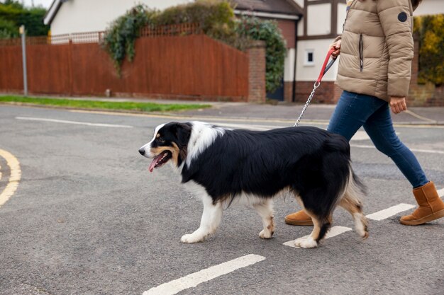 Hermoso perro border collie divirtiéndose al aire libre