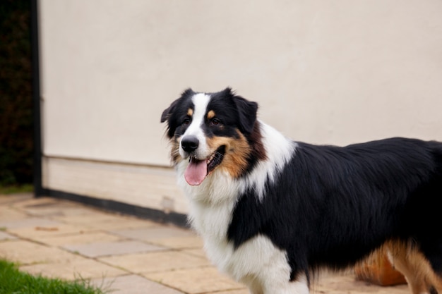 Hermoso perro border collie divirtiéndose al aire libre