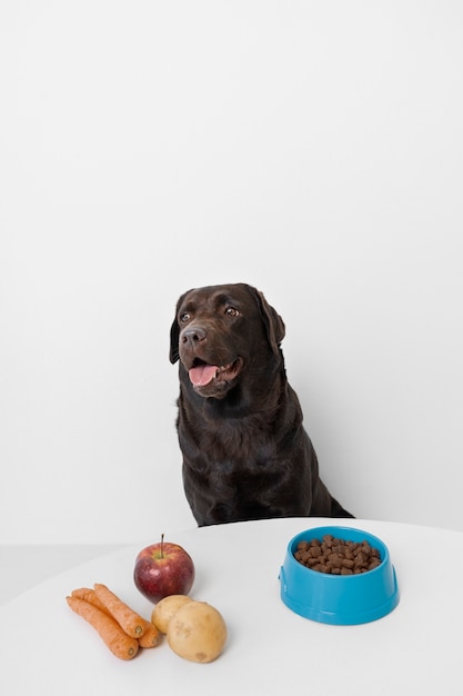 Hermoso perro con comida nutritiva