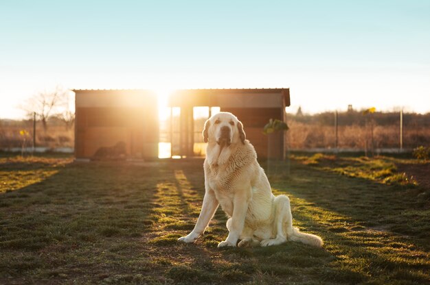 Hermoso perro custodiando la granja