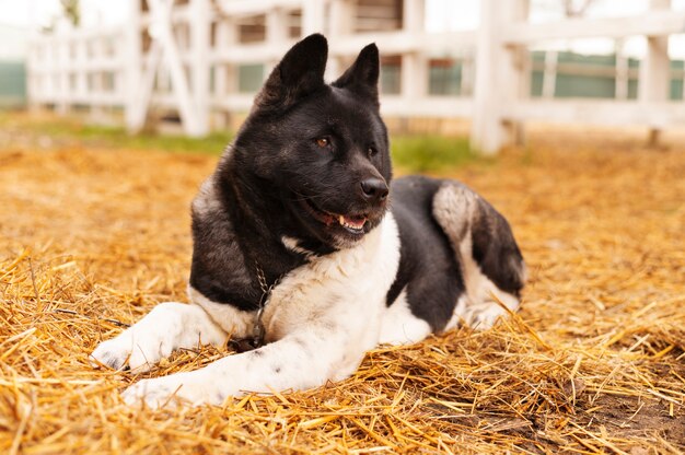 Hermoso perro custodiando la granja