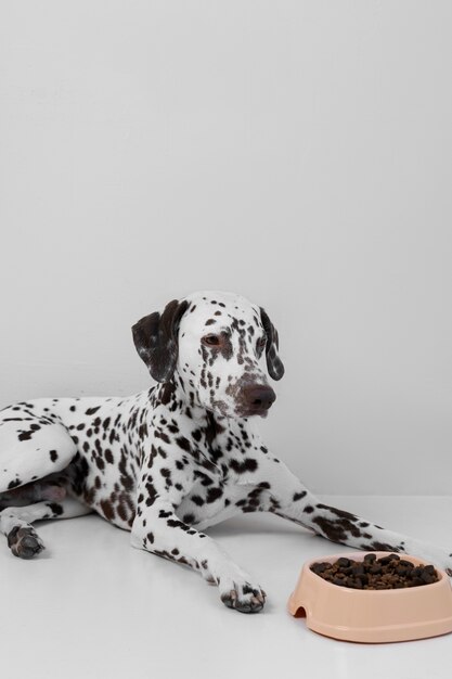 Hermoso perro dálmata comiendo