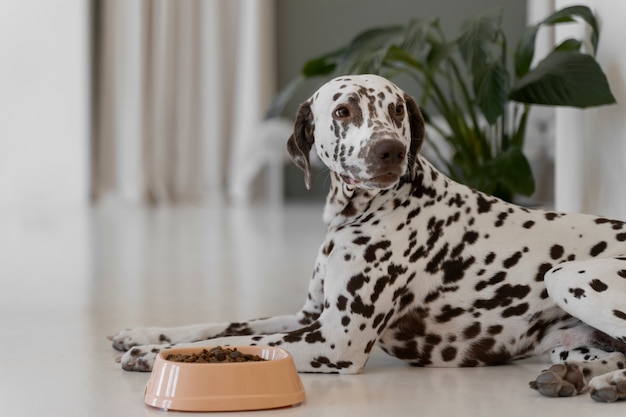 Hermoso perro dálmata comiendo