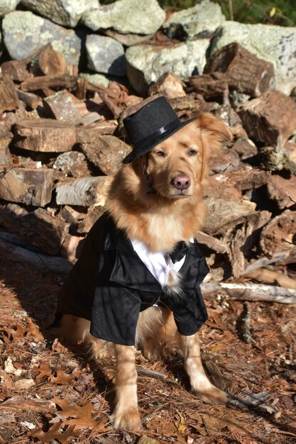 Hermoso perro dorado con un disfraz tonto