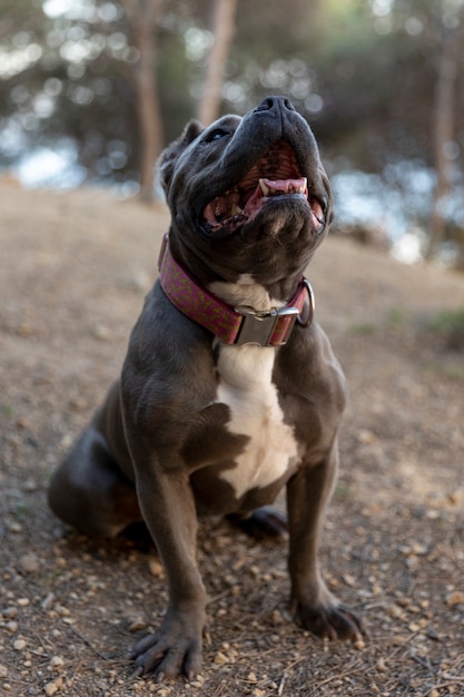 Foto gratuita hermoso perro escuchando y mirando hacia arriba