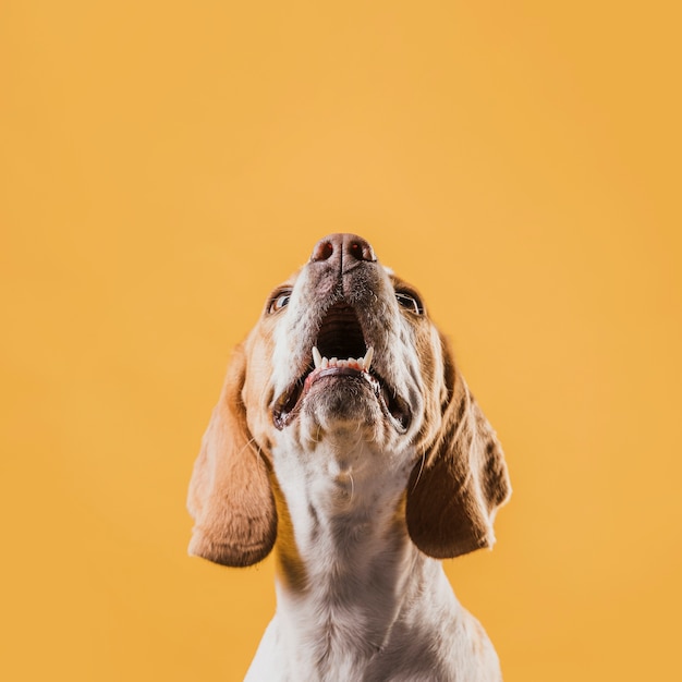 Hermoso perro fuerte levantando la cabeza