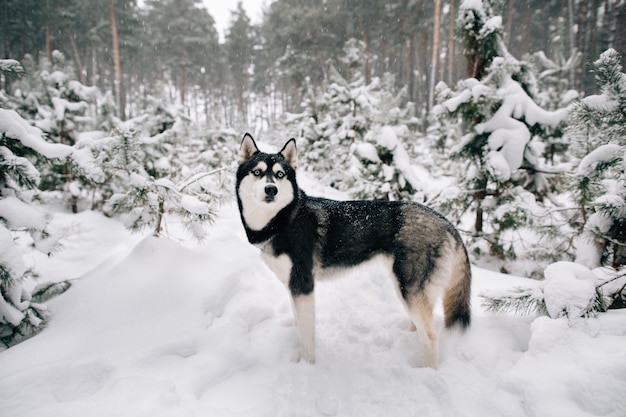 Hermoso perro husky siberiano caminando en el bosque de pinos de invierno cubierto de nieve