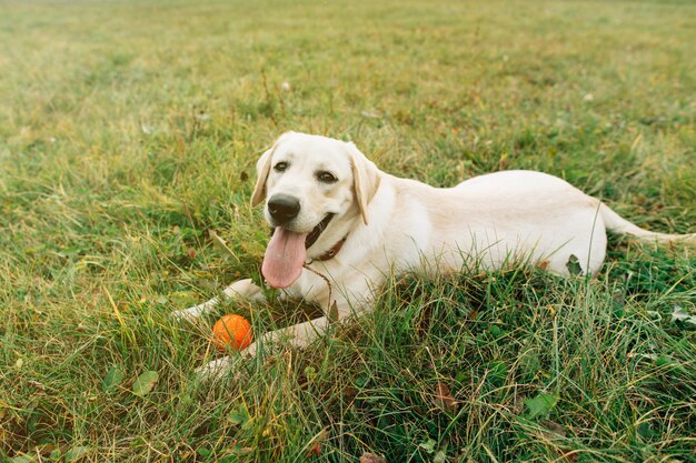 Hermoso perro labrador tumbado en la hierba con bola naranja al atardecer