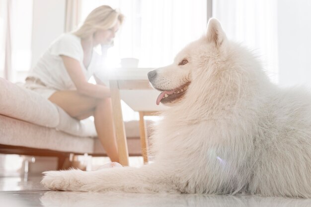 Hermoso perro y mujeres en casa