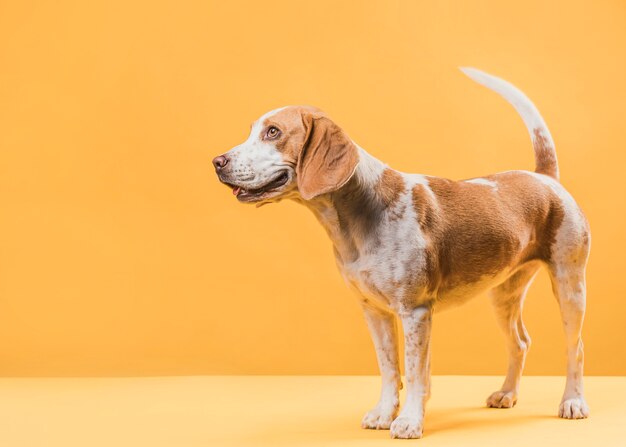 Hermoso perro parado frente a la pared amarilla