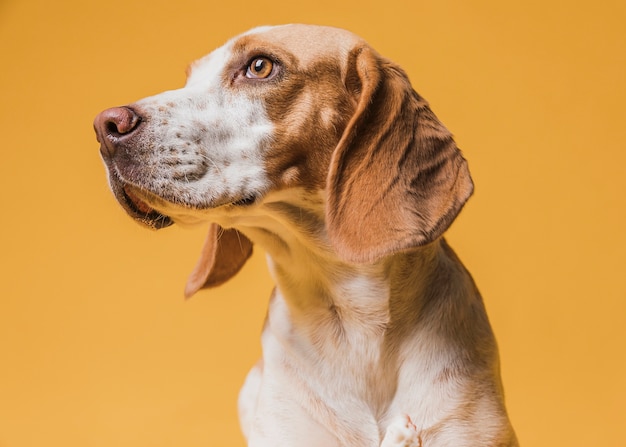 Hermoso perro de pensamiento mirando a otro lado