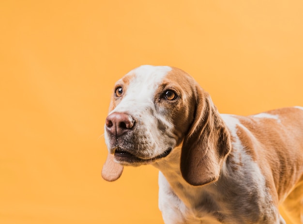 Foto gratuita hermoso perro de pensamiento mirando a otro lado