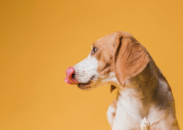 Hermoso perro sacando la lengua