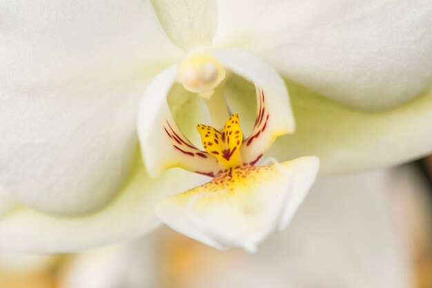 Hermoso pétalo amarillo fresco de flor blanca.