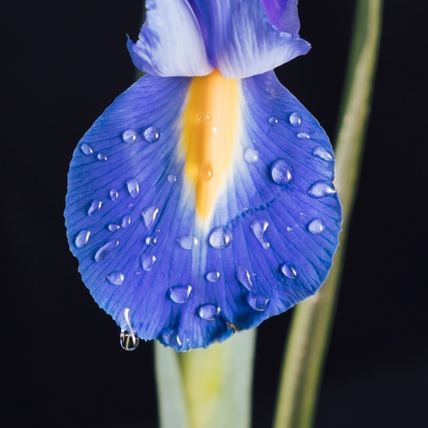 Foto gratuita hermoso pétalo de flor azul fresco en rocío