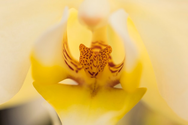 Hermoso pétalo de flor fresca amarilla