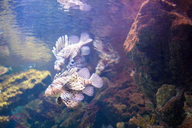 Hermoso pez león en los arrecifes de coral