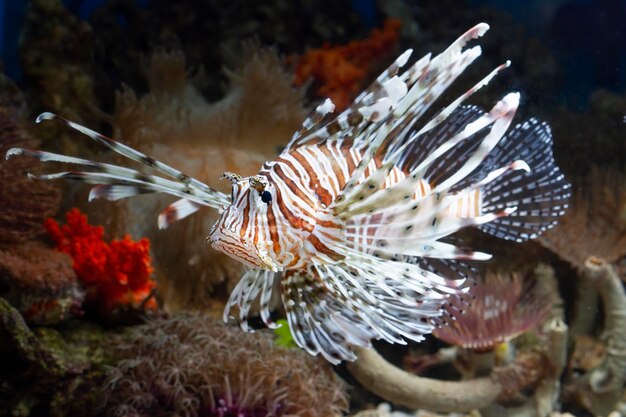 Hermoso pez león enano en los arrecifes de coral