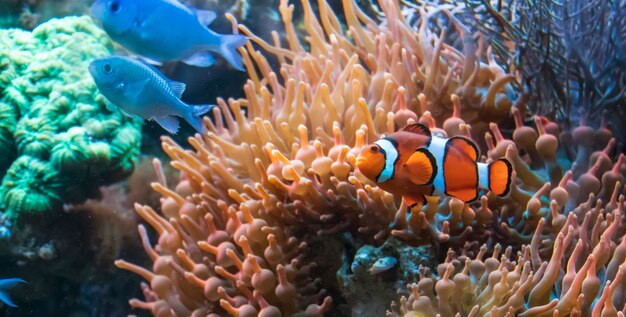 Hermoso pez payaso y cíclidos de Malawi azul nadando