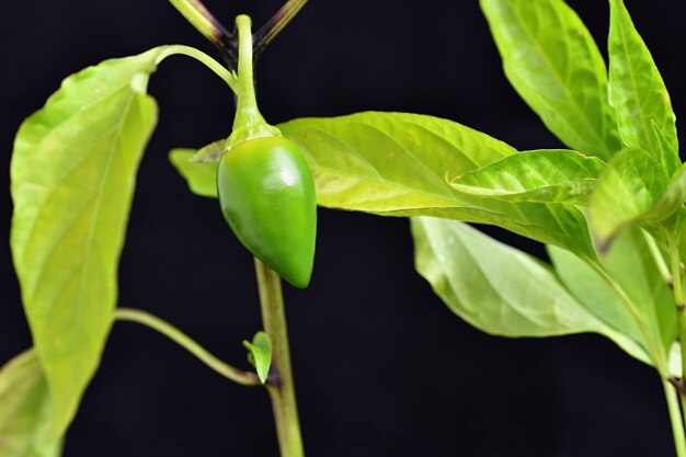 Hermoso pimiento verde joven