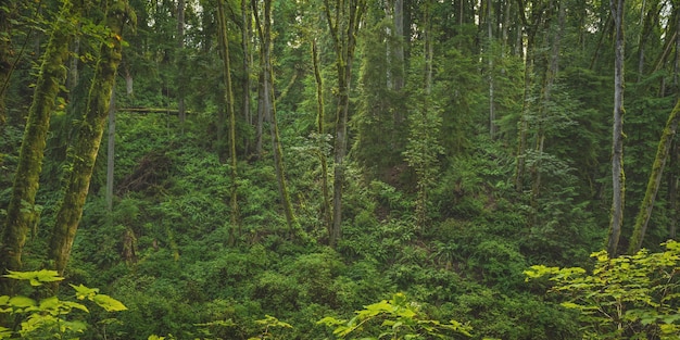 Hermoso plano amplio de un bosque con árboles cubiertos de musgo y plantas de hojas verdes