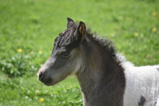 Hermoso potro de caballo en miniatura de ojos azules en un campo de hierba.