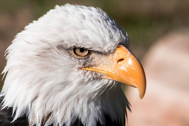Hermoso primer plano de una cabeza de águila calva