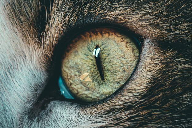 Hermoso primer plano macro foto de un ojo de gato - perfecto para el fondo