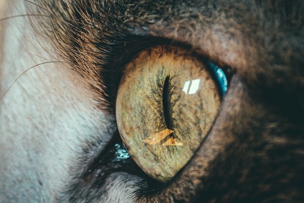 Hermoso primer plano macro foto de un ojo de gato - perfecto para el fondo
