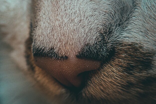 Hermoso primer plano macro de la nariz de un gato - perfecto para el fondo