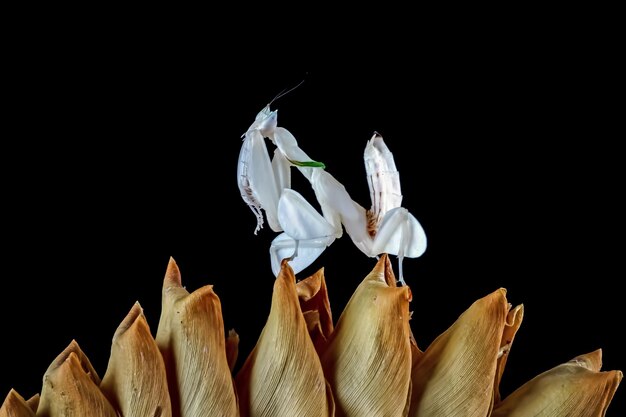 Hermoso primer plano de mantis orquídea en insecto de primer plano de madera