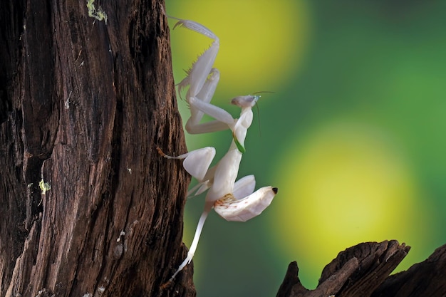 Hermoso primer plano de mantis orquídea