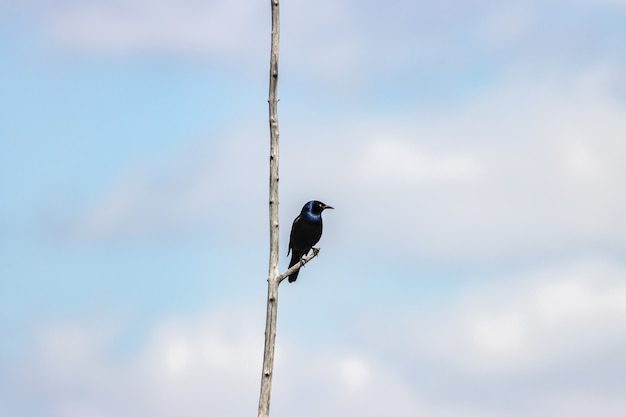 Foto gratuita hermoso primer plano de un papamoscas azul del viejo mundo en una rama