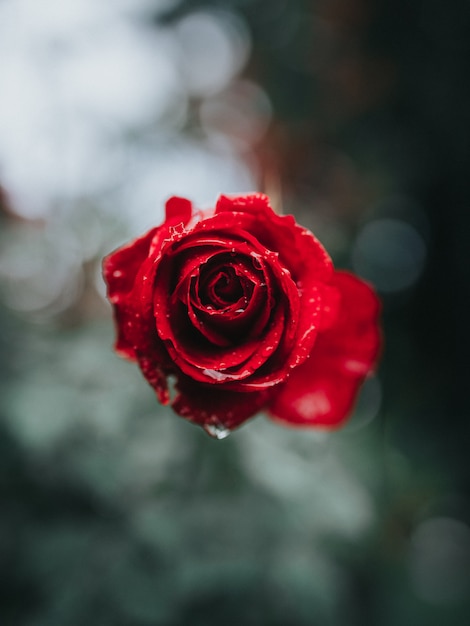 Hermoso primer plano de una rosa roja con rocío de la mañana