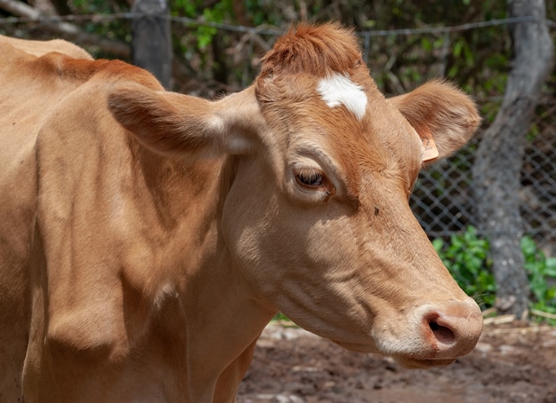 Hermoso primer plano de una vaca marrón bajo la luz del sol