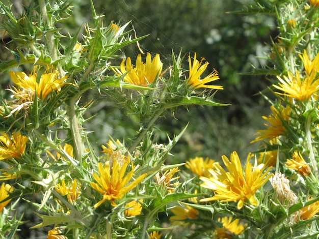 Hermoso primer plano de vegetación arbustiva con flores y espinas