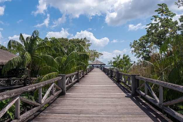 Hermoso puente de madera entre las palmeras tropicales bajo un cielo nublado en Brasil