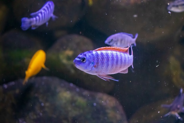 Hermoso púrpura Metriaclima pulpican y Metriaclima lombardoi