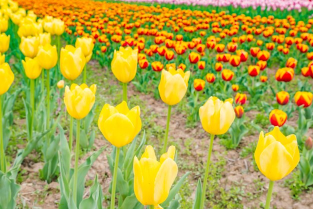 Hermoso ramo de tulipanes en la temporada de primavera.