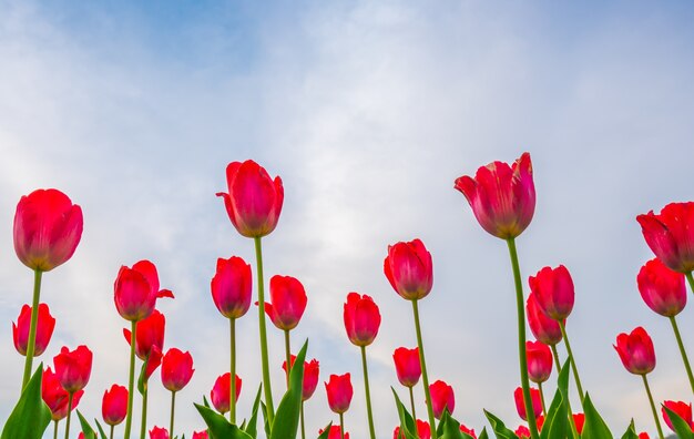 Hermoso ramo de tulipanes en la temporada de primavera.