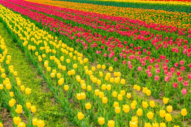 Hermoso ramo de tulipanes en la temporada de primavera.