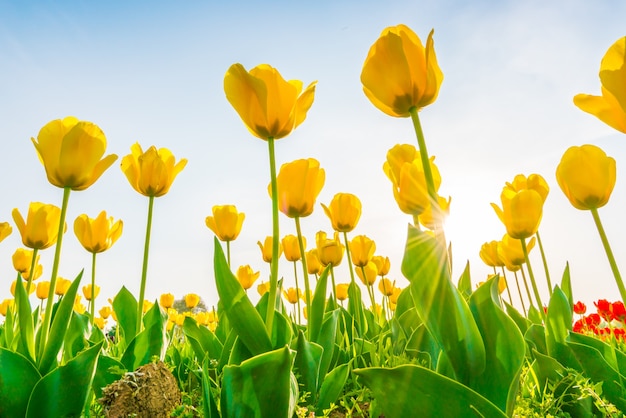 Foto gratuita hermoso ramo de tulipanes en la temporada de primavera.