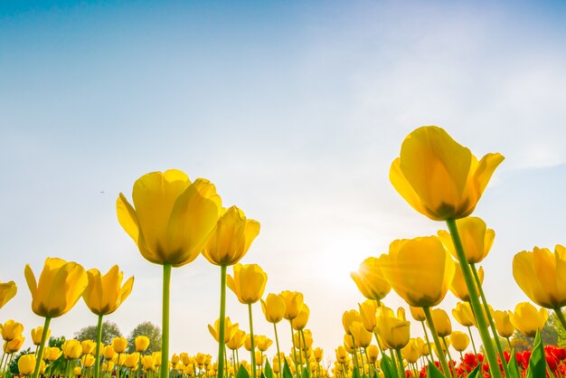 Hermoso ramo de tulipanes en la temporada de primavera.